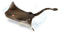 Tech RC Stingray 2.4 GHz with LED Lights and Remote for Night Fun